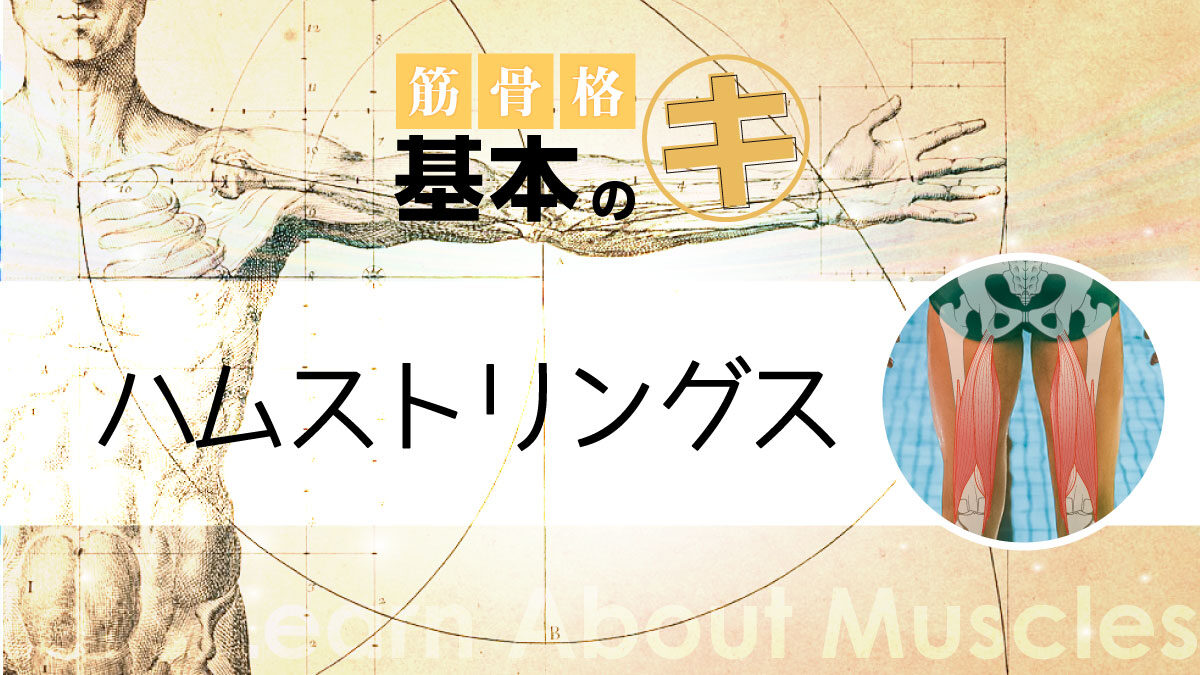 筋骨格基本のキ　ハムストリング